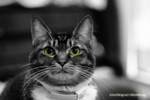 My Cat