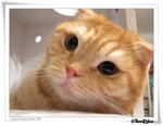 IMG_0971