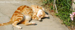 071104_cat_28