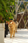 071104_cat_45