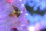 20081223-IMG_8173