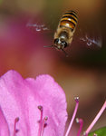 Bee65539a
