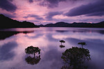Dawn60503a