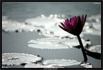 IMG_5244_copy