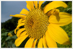 sDSC00221
