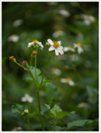 sP1000959