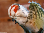 33P1212033