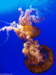 11P1211770