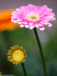 00P2164017