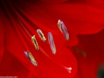 00P3307535