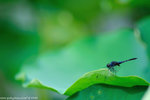 00DSC_5978