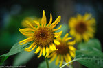 11DSC_6449