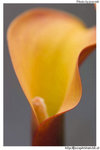 CRW_00001_resize