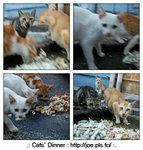 cats_dinner