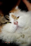 DSC_3319拷貝