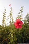 DKS_3544