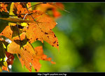 DSCF0592