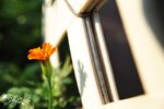 JOE_0362s