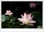 lotus-01