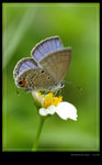 DSC_4477_Wu_Kai_Sha