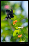 DSC_0898_Fung_Yuen