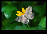 DSC_0883R_Fung_Yuen