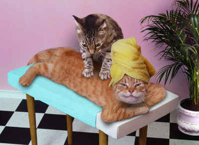 http://images4.fotop.net/albums/priscillakan/misc/AA_massagecat.jpg