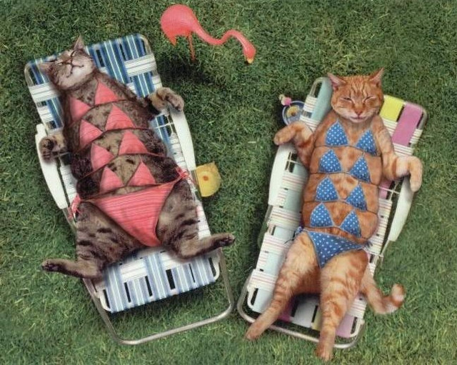 http://images4.fotop.net/albums/priscillakan/misc/Sunbathers.jpg