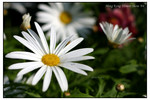 IMG_1929c