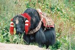 Yaks �x�� 
