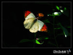 

Hebomoia glaucippe �b������