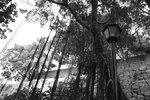 Macau 136