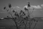 IMG_2678
