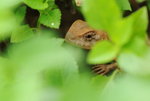 DSCF6747(2)