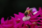 NIK_4151(1)