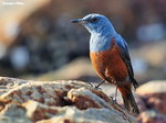 083ab