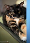 IMG_0010ab