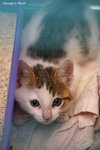 IMG_2921ab