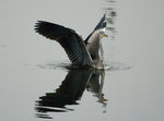 IMG_0389A