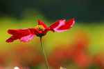 IMG_2332a