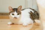 MiMi-474
