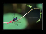 DSCF3485