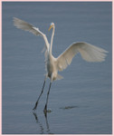 
Egrets

Happy Landing
