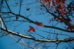 DSC_0379 R