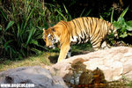 DSC05642-chimelong-aa