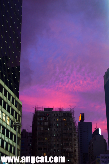 http://images4.fotop.net/albums2/angcat/Snapshots/R0010456_purple_aa.jpg