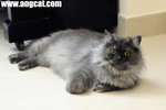 DSC_1469-toffee-aa