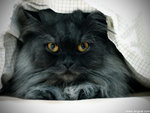 P1153435-toffee-aaa