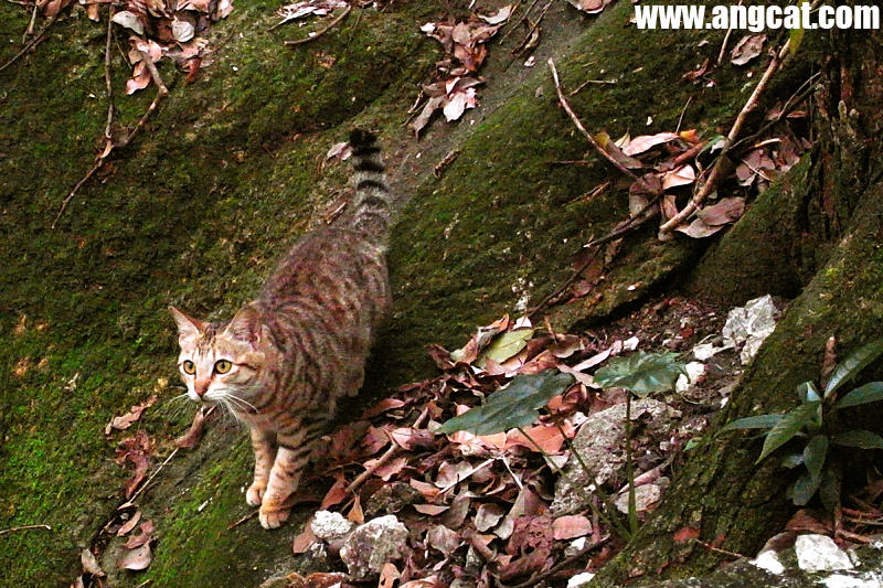 http://images4.fotop.net/albums2/angcat/catsnap/R0012557_fotomax_aa.jpg