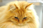 DSC_2571-cheese-fotop-aa